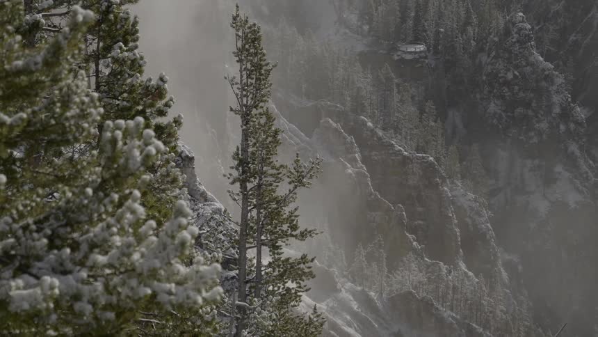 An aerial view of trees covering the mountains