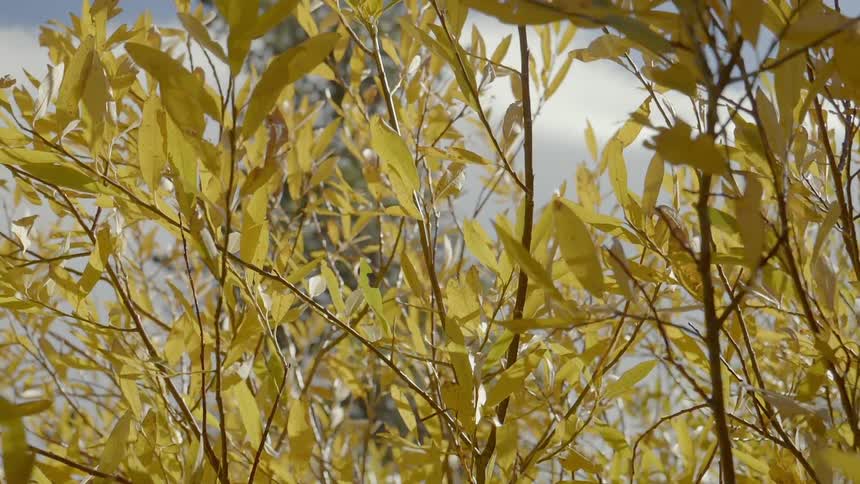 A close up shot of a bush