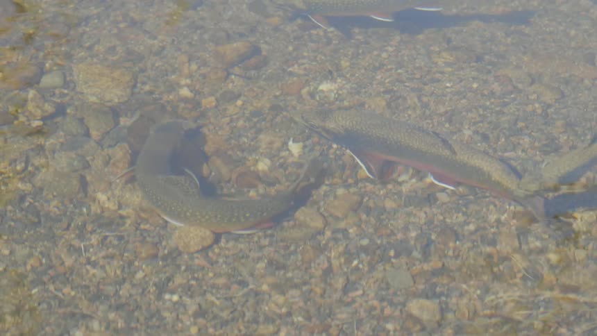 Fishes swim in the clear water