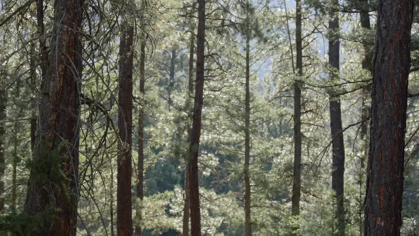Sun shines through trees in a forest