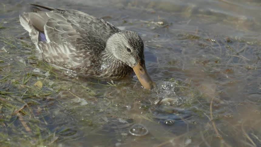 A duck is digging for food in the water