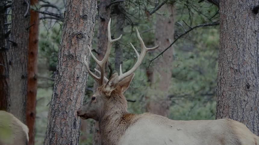 A deer with antlers standing in the trees turns its head