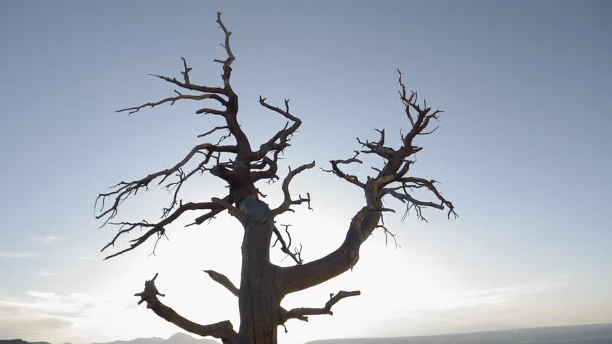 A tree with no leaves is on the hill