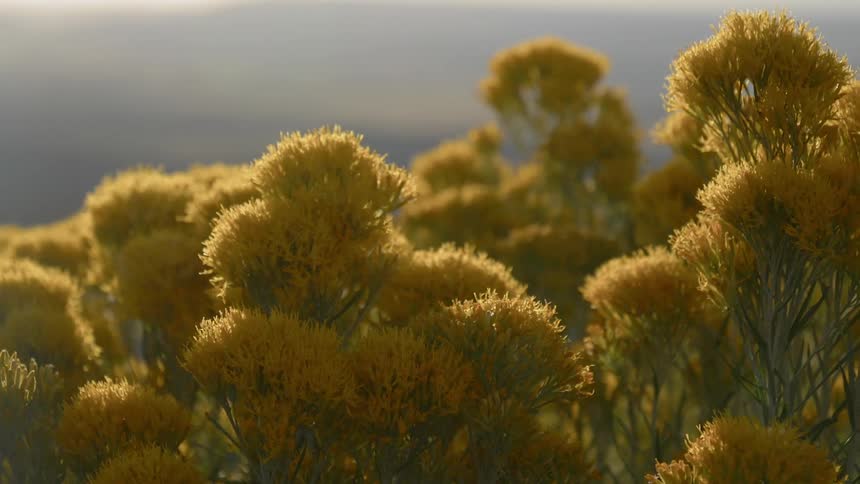 A bee holds onto a swaying yellow wild flower as the wind blows