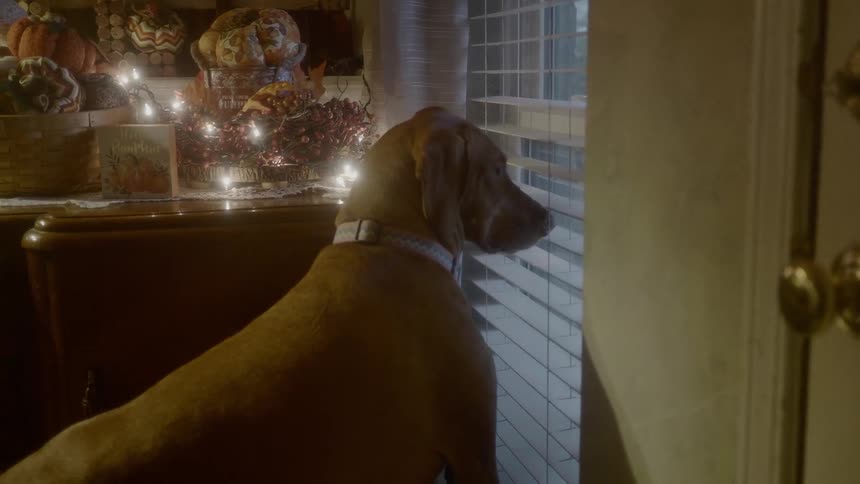 Brown dog looks out the window during daylight