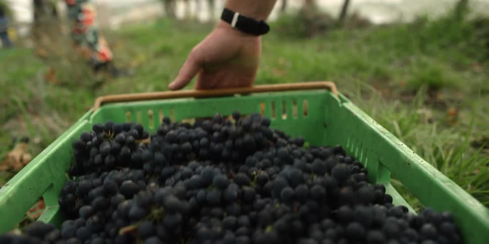 A basket full of grapes