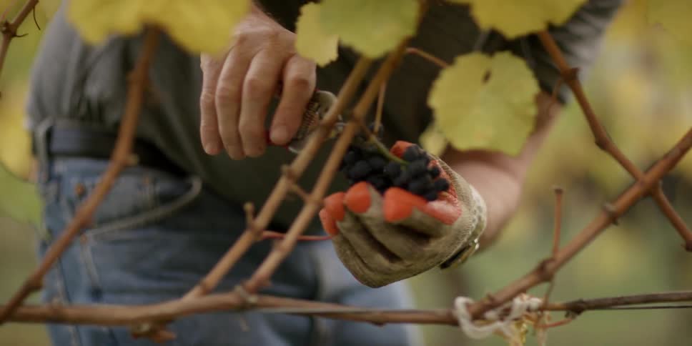 A person clipping grapes from the vine
