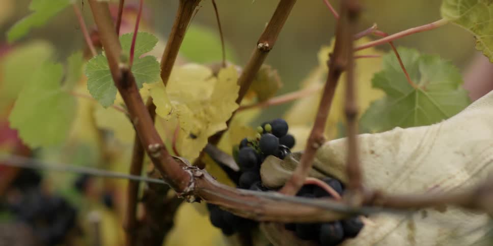 Grapes are picked from a vine