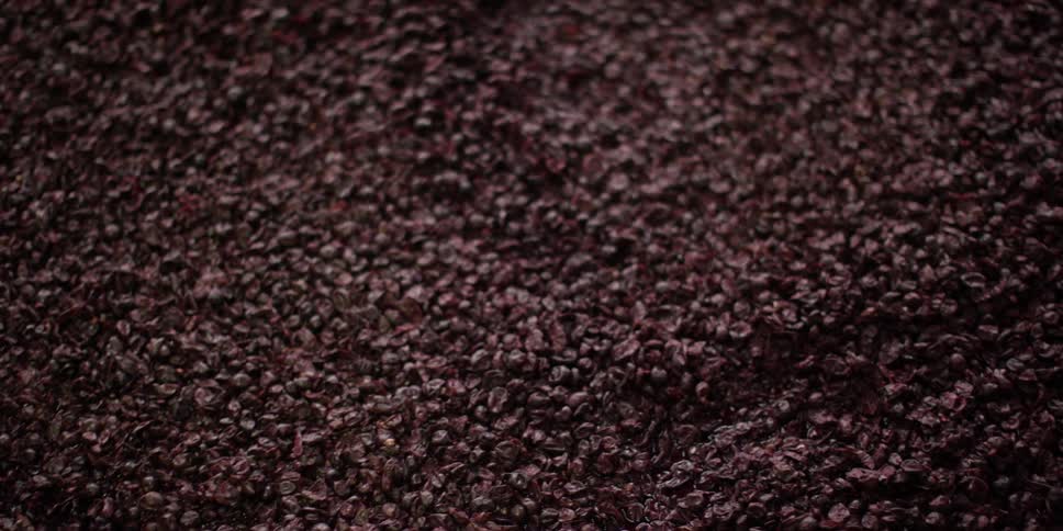 Basin full of squashed grapes