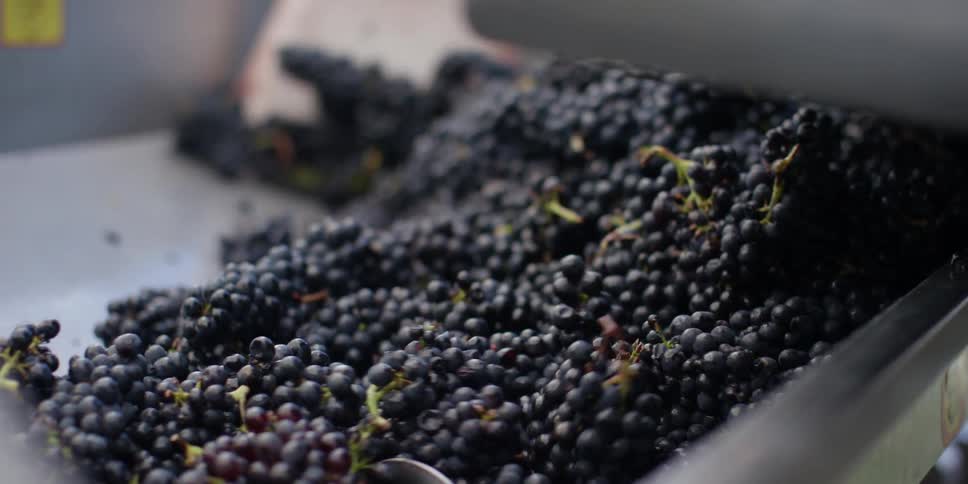 Wine grapes being scooped into a machine