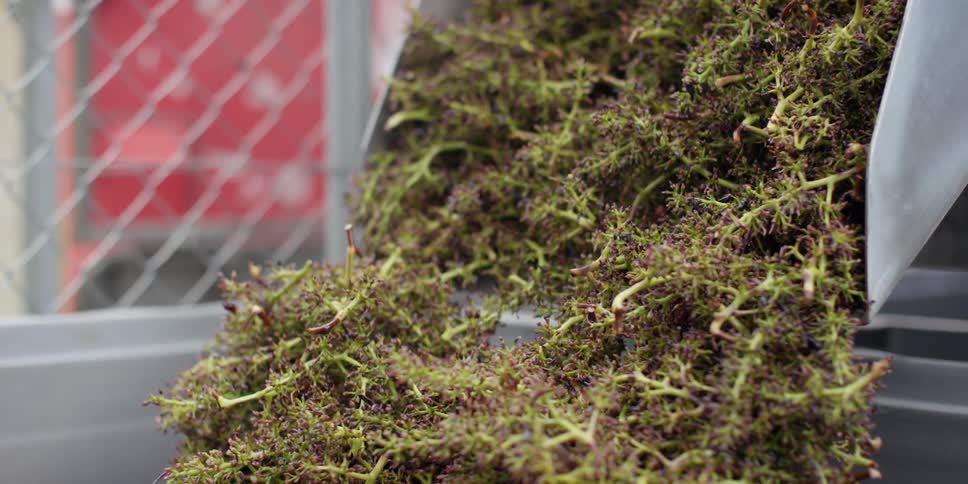 Chopped up plants slipping out of bin