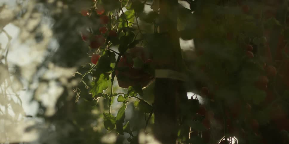 A person is picking fruit from a tree on a cloudy day