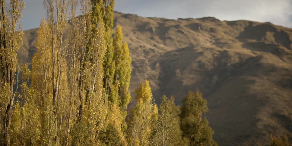 Trees line a field before a mountain range on a sunny day