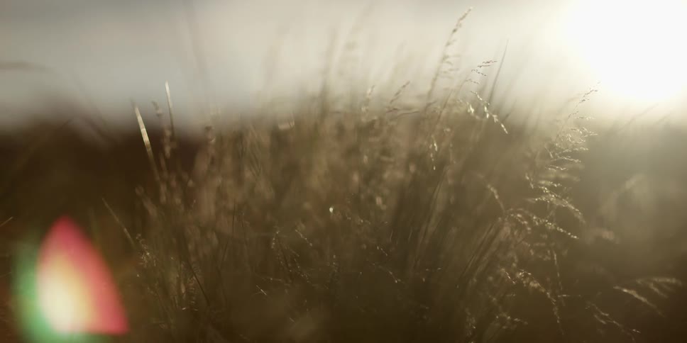 Tall grass sits on a field as the sun sets