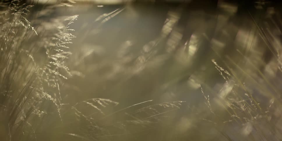 Close up of tall grass as the sun sets