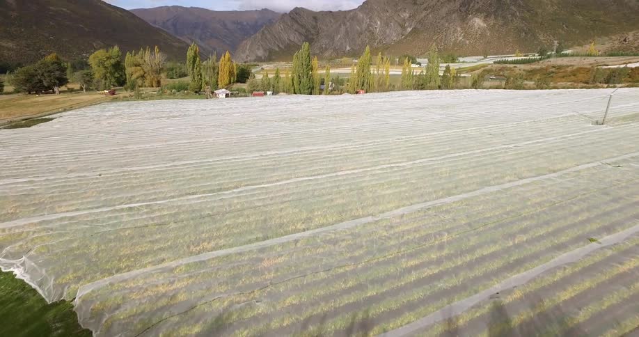 Aerial view of a vineyard