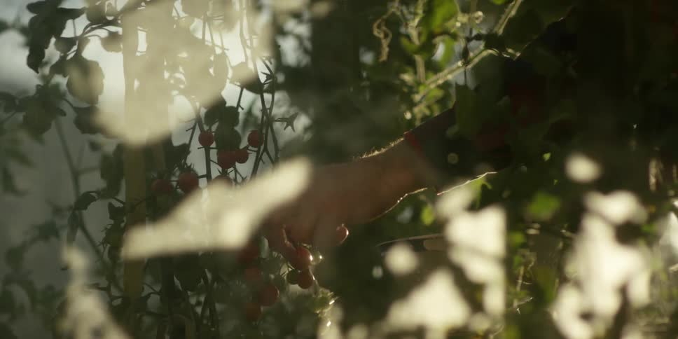 A person is picking grapes from a tree on a sunny day