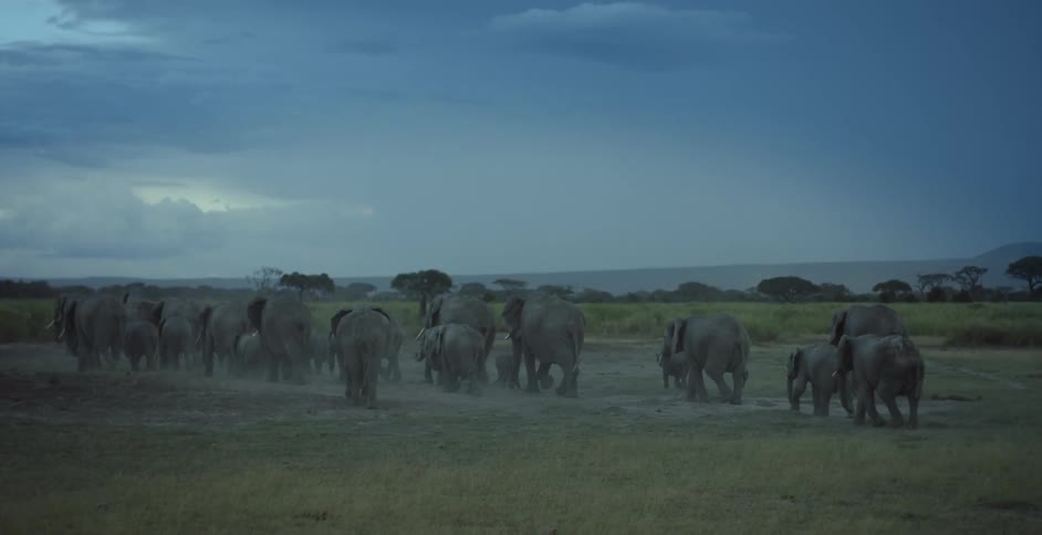 Herd of elephants marching across the plains