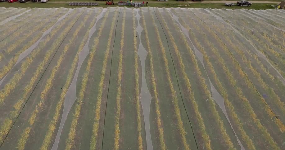 Aerial view of a vineyard
