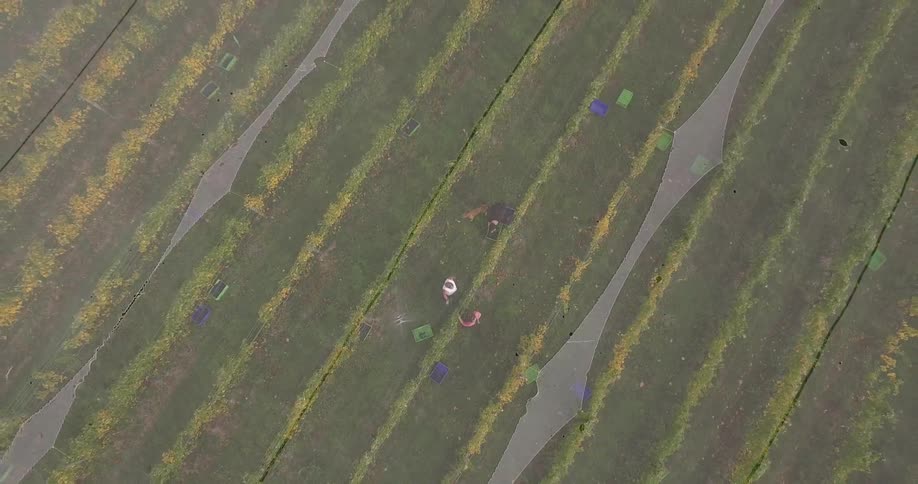Workers in a vineyard seen in an aerial view that zooms out