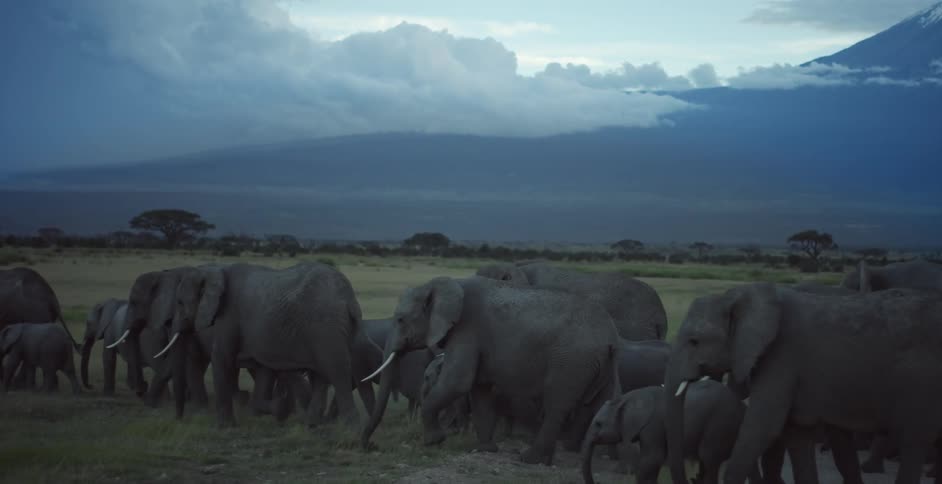 Elephants walk across the savannah on a cloudy day