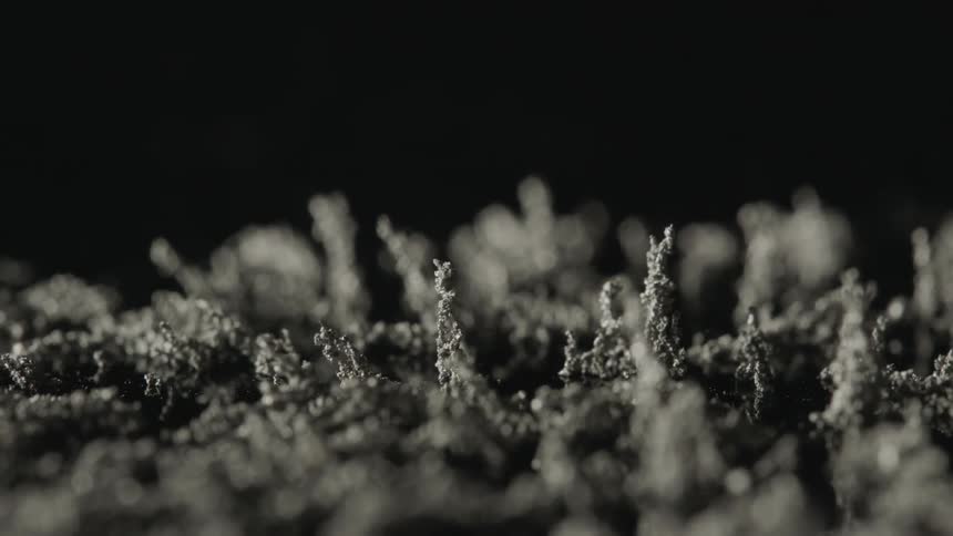 Magnetic dust that looks like evergreen trees collapsing