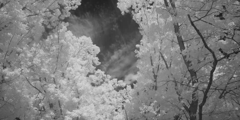 Black and white trees and sky