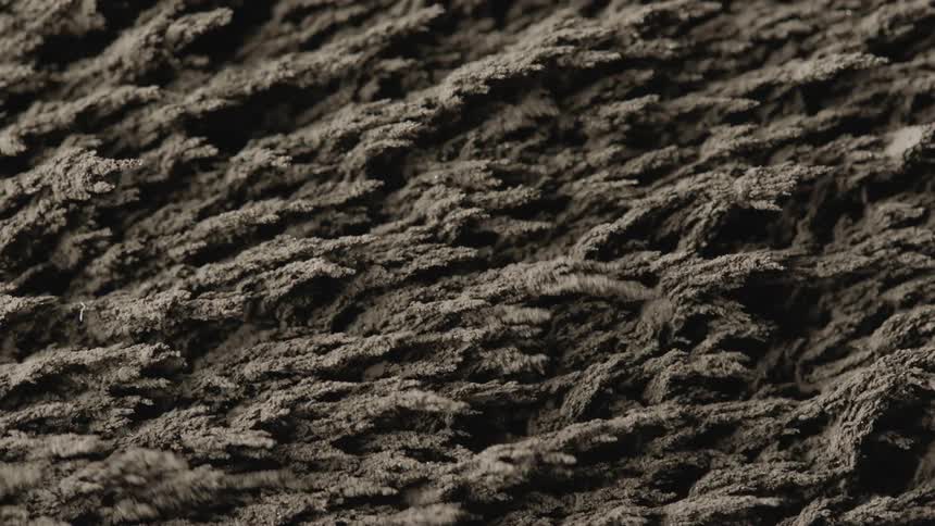 Gray feathery fibers move in unison