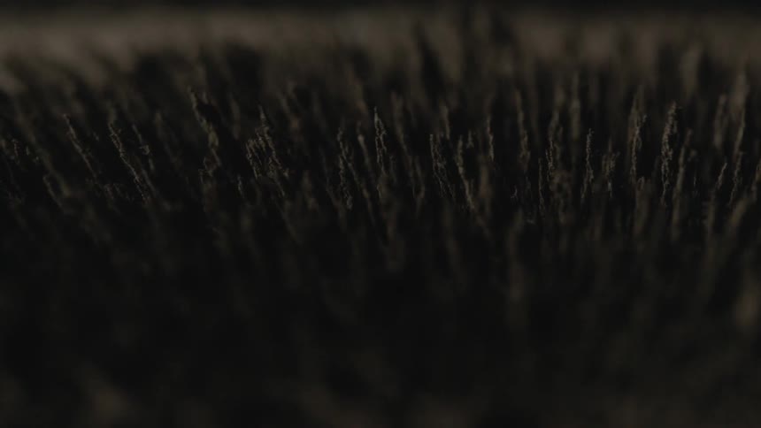 A microscopic view of a black thorn