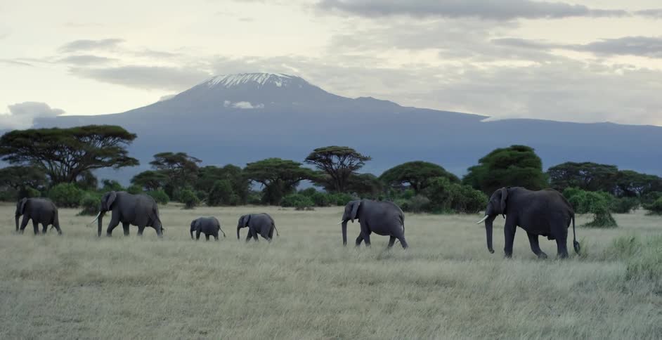 Elephant family crossing the plains