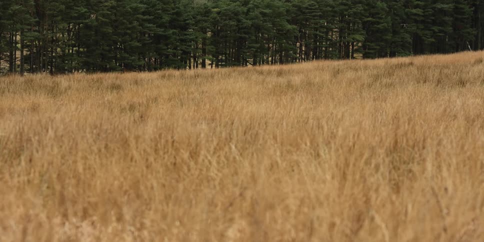 Grass turns brown in a field in front of a lush green forest