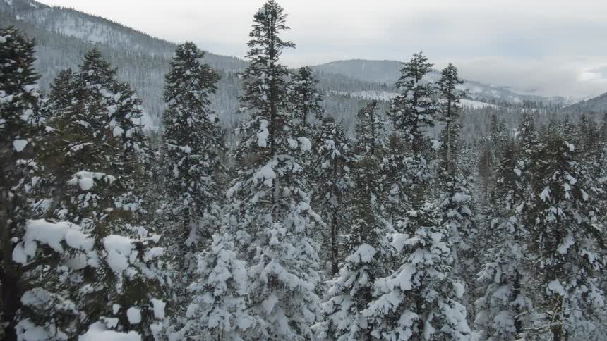 Birds eye view of the snow covered trees and hills