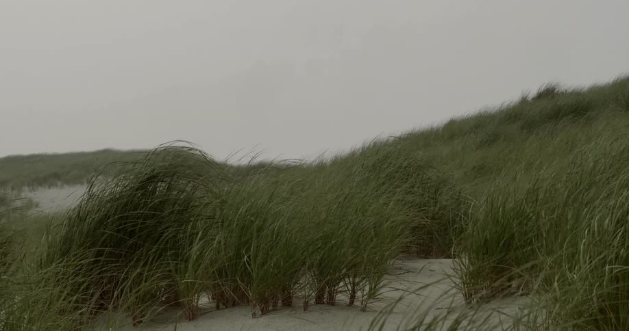 Grass blows on a sandy beach as birds fly overhead on a cloudy day
