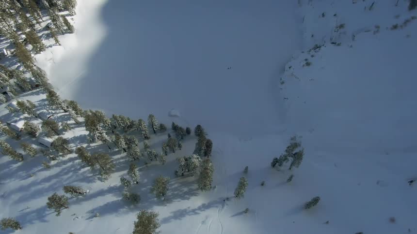 Evergreen trees grow sparsely in a field of snow