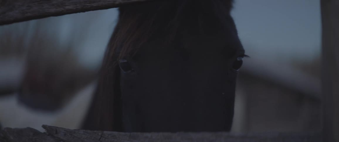 Close up of horse face