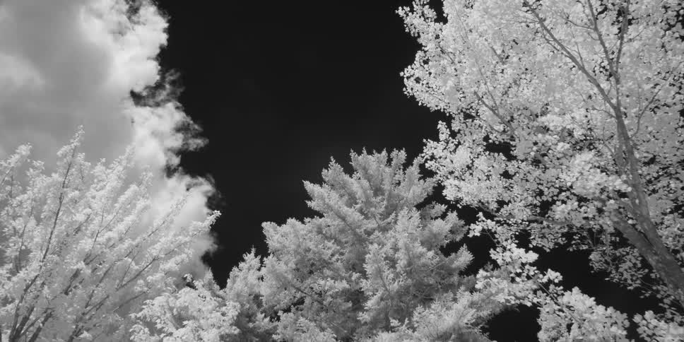 The sky and trees in black and white