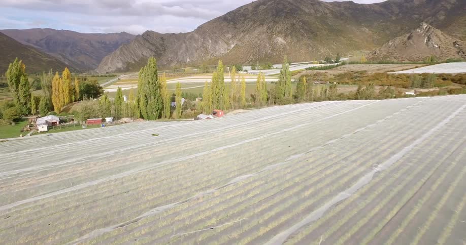 Aerial shot of plastic covered vineyard
