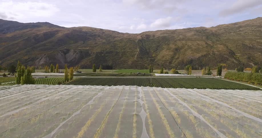 Aerial view of a vineyard
