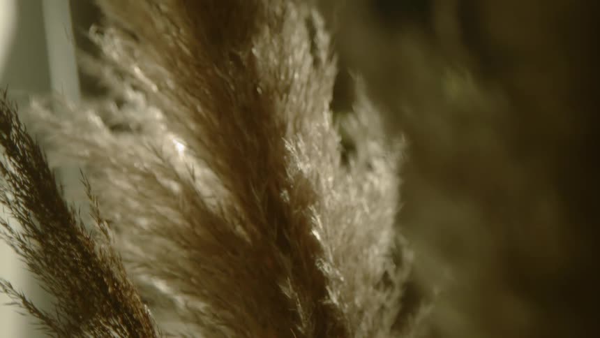 Close up view of stalks of wheat