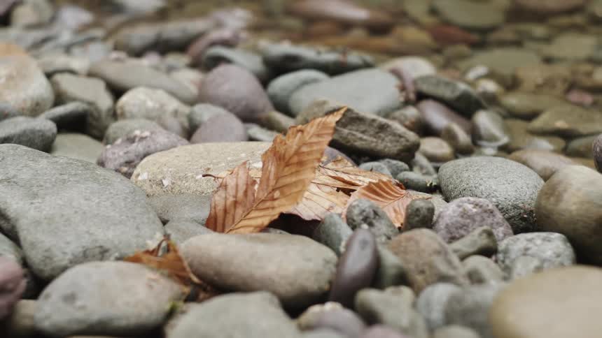 Leaves lay on the rocks next to the creek