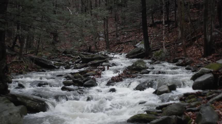 Water rushing down a small narrow creek in a forest