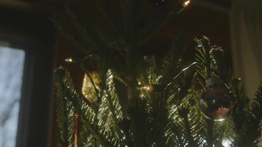 A christmas tree is seen up close as the morning sun shines through it