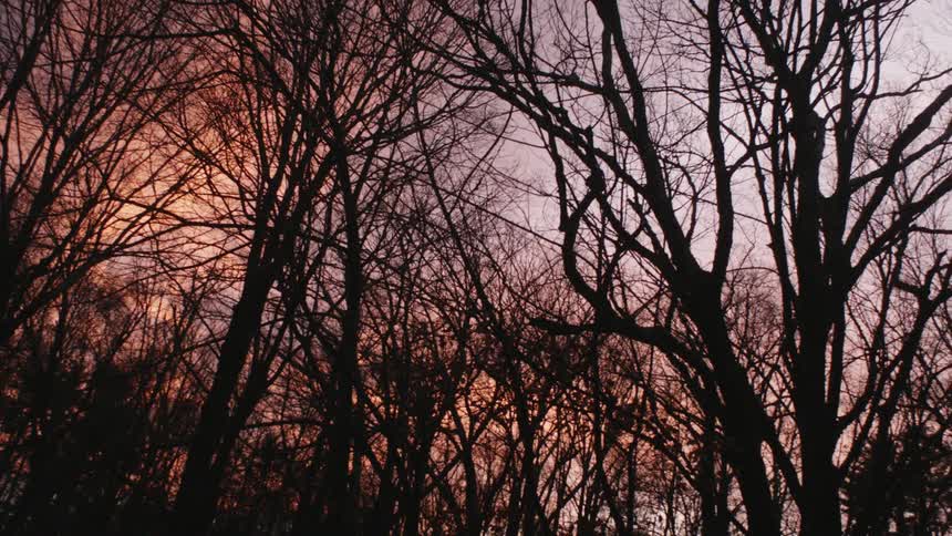 A grove of trees without leaves at sunset