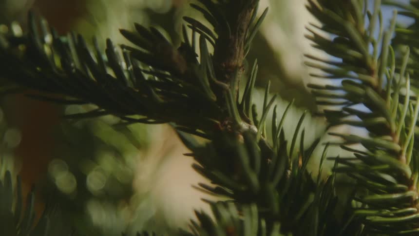 Close up view of pine needles on a christmas tree