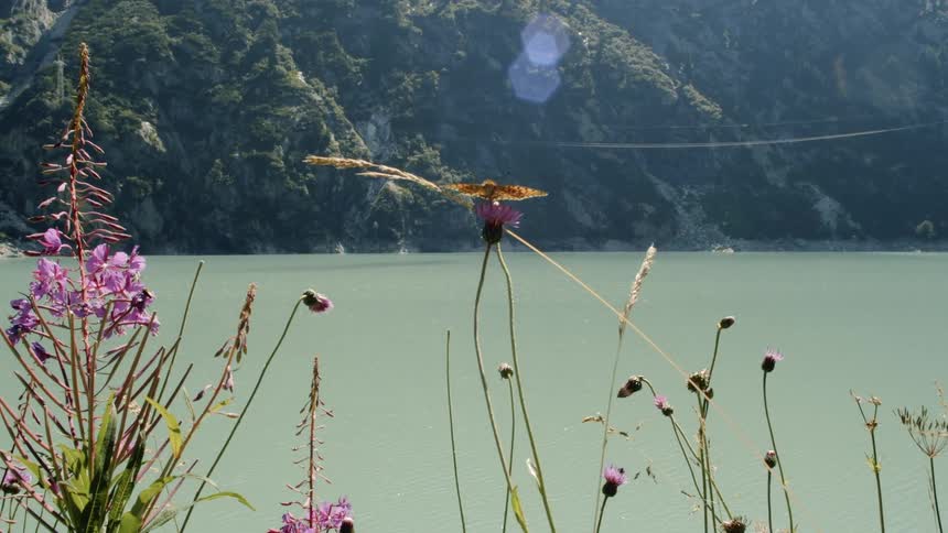 A bird balances in a tall weed beside a lake