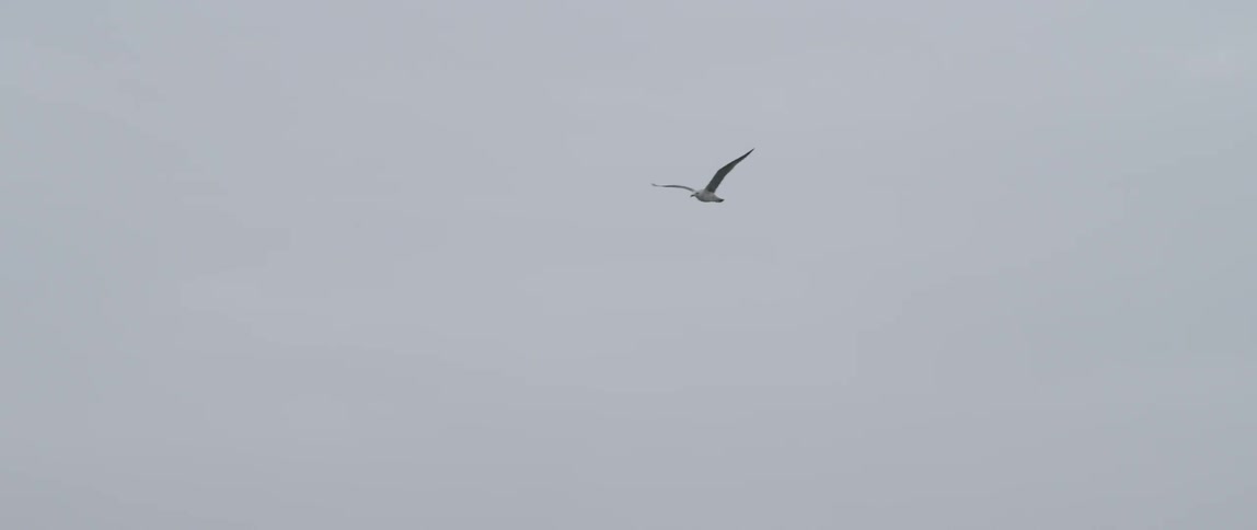 Bird flying in the clear sky alone