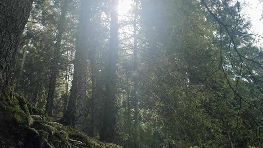 Sun shines through trees in woods