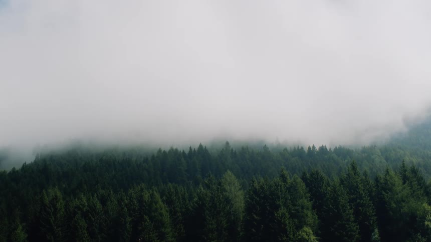 A scenery of a mist in the fir forest