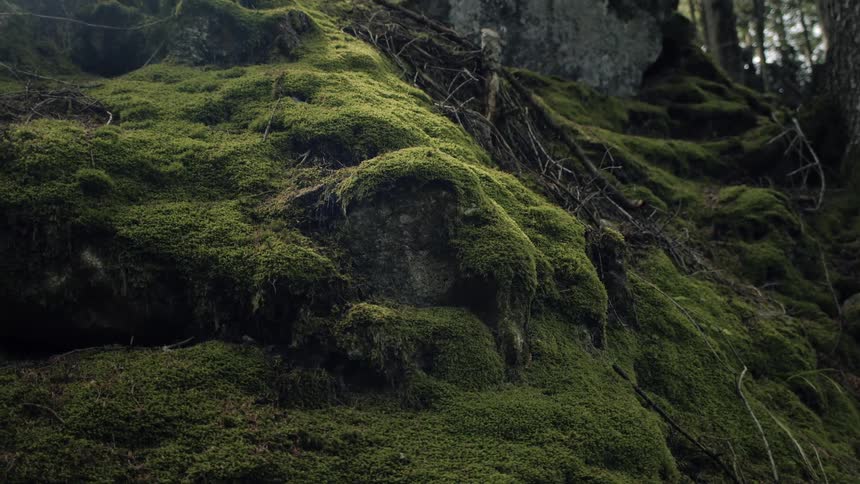Close up of a mossy covered hill