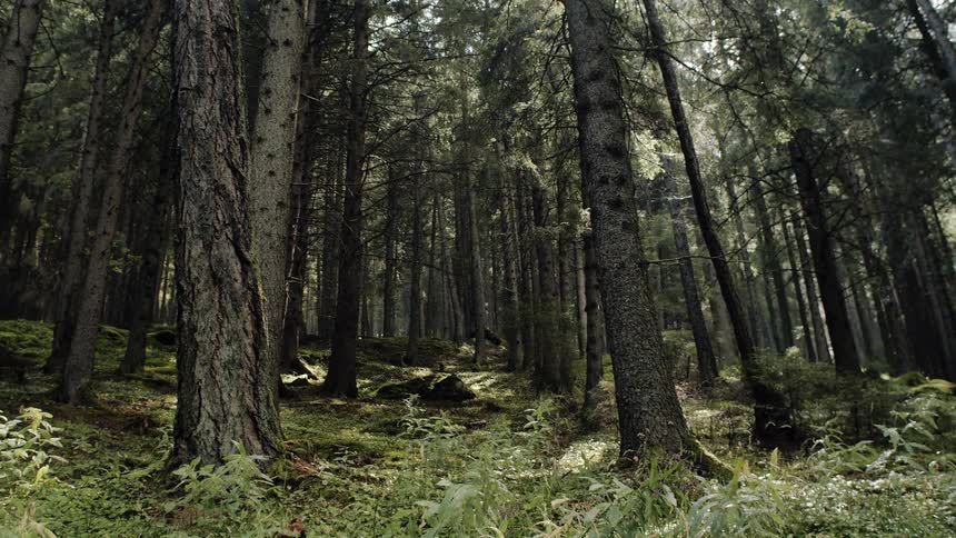 A dense forest of tall trees ferns and plants